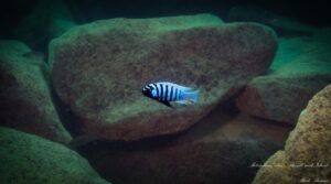 Metriaclima zebra 'Thumbi West'